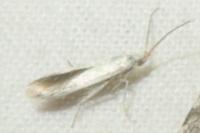 Coleophora