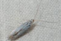 Coleophora