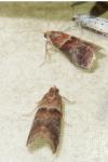 Acrobasis repandana