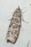 Dioryctria abietella/sylvestrella