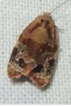 Ditula angustiorana