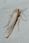 Eilema caniola