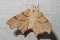 Ennomos erosaria