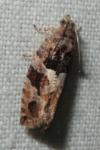 Eudemis profundana