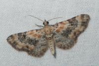 Eupithecia pulchellata