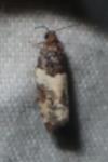 Gypsonoma dealbana