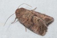 Hoplodrina