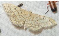 Idaea moniliata
