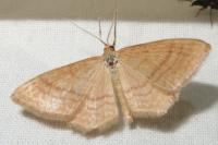 Idaea ochrata