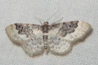 Idaea rusticata