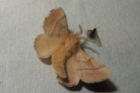 Malacosoma neustria