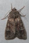 Mamestra brassicae