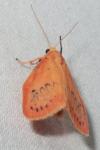Miltochrista miniata