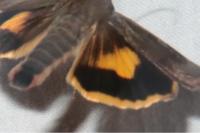 Noctua janthina