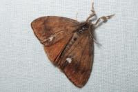 Orgyia antiqua