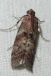 Phycita roborella
