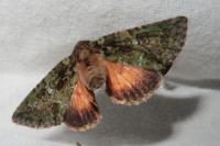 Polyphaenis sericata