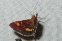 Pyrausta aurata