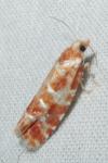 Rhyacionia pinicolana