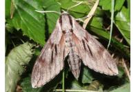 Hyloicus pinastri