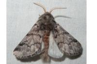 Thaumetopoea pityocampa