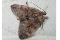 Thera britannica/obeliscata/variata
