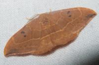 Watsonalla binaria