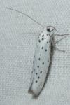 Yponomeuta
