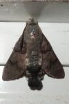 Macroglossum stellatarum