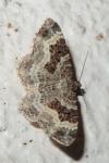 Epirrhoe alternata