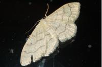Idaea aversata