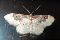 Idaea rusticata