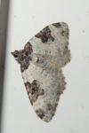 Xanthorhoe fluctuata