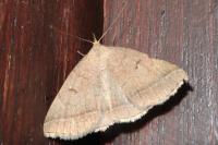 Zanclognatha lunalis