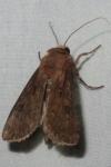 Agrotis exclamationis