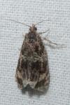 Celypha lacunana