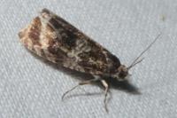 Celypha lacunana