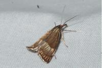 Chrysocrambus linetella
