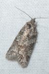 Cnephasia