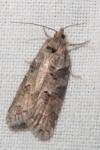 Cnephasia