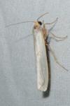 Eilema caniola