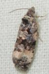 Endothenia gentianaeana/marginana/oblongana