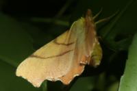 Ennomos erosaria
