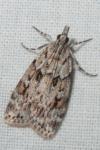 Scoparia ambigualis/basistrigalis