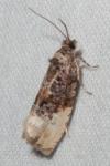 Hedya nubiferana