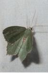 Hemithea aestivaria
