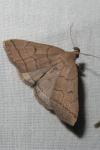 Herminia tarsipennalis