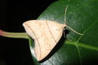 Herminia grisealis