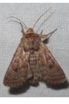 Hoplodrina octogenaria