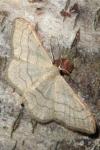 Idaea aversata